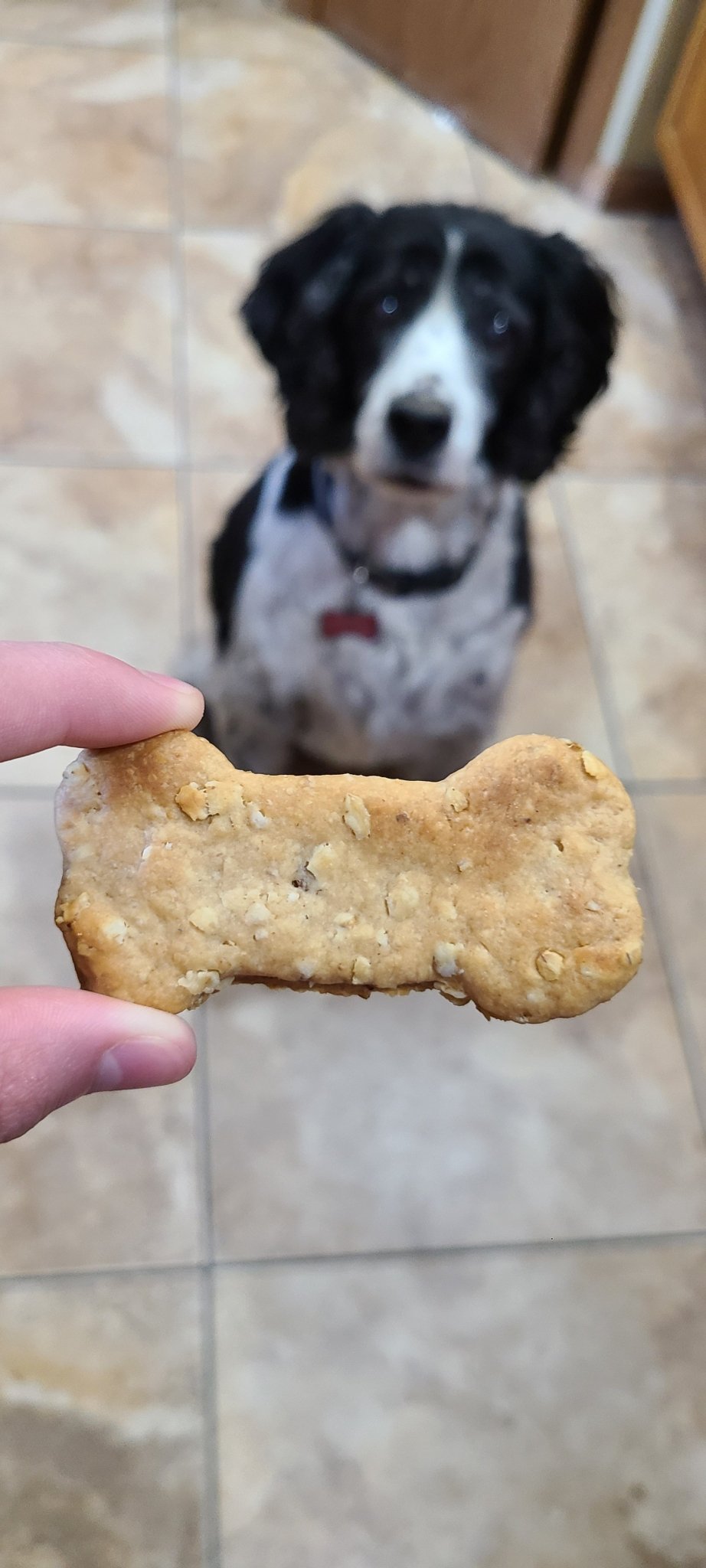 Peanut Butter Bacon Biscuits - Joey's Famous Dog Treats