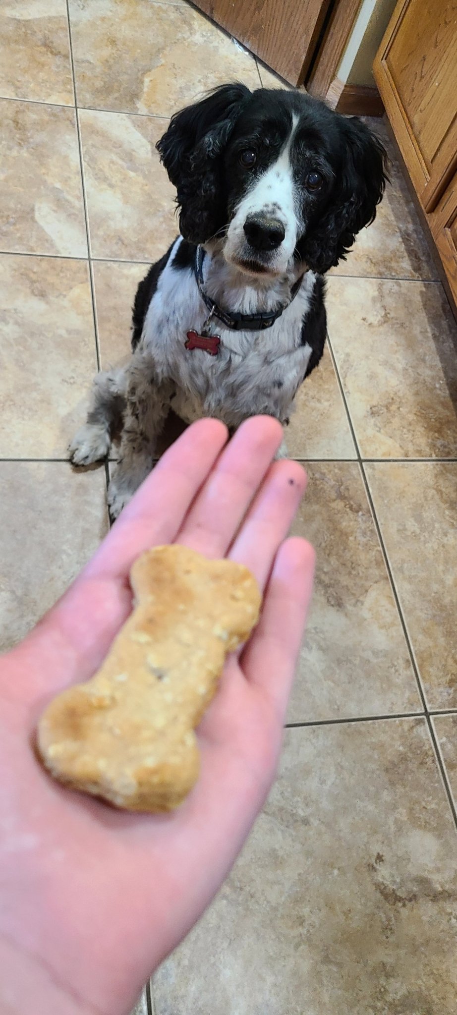 Peanut Butter Bacon Biscuits - Joey's Famous Dog Treats