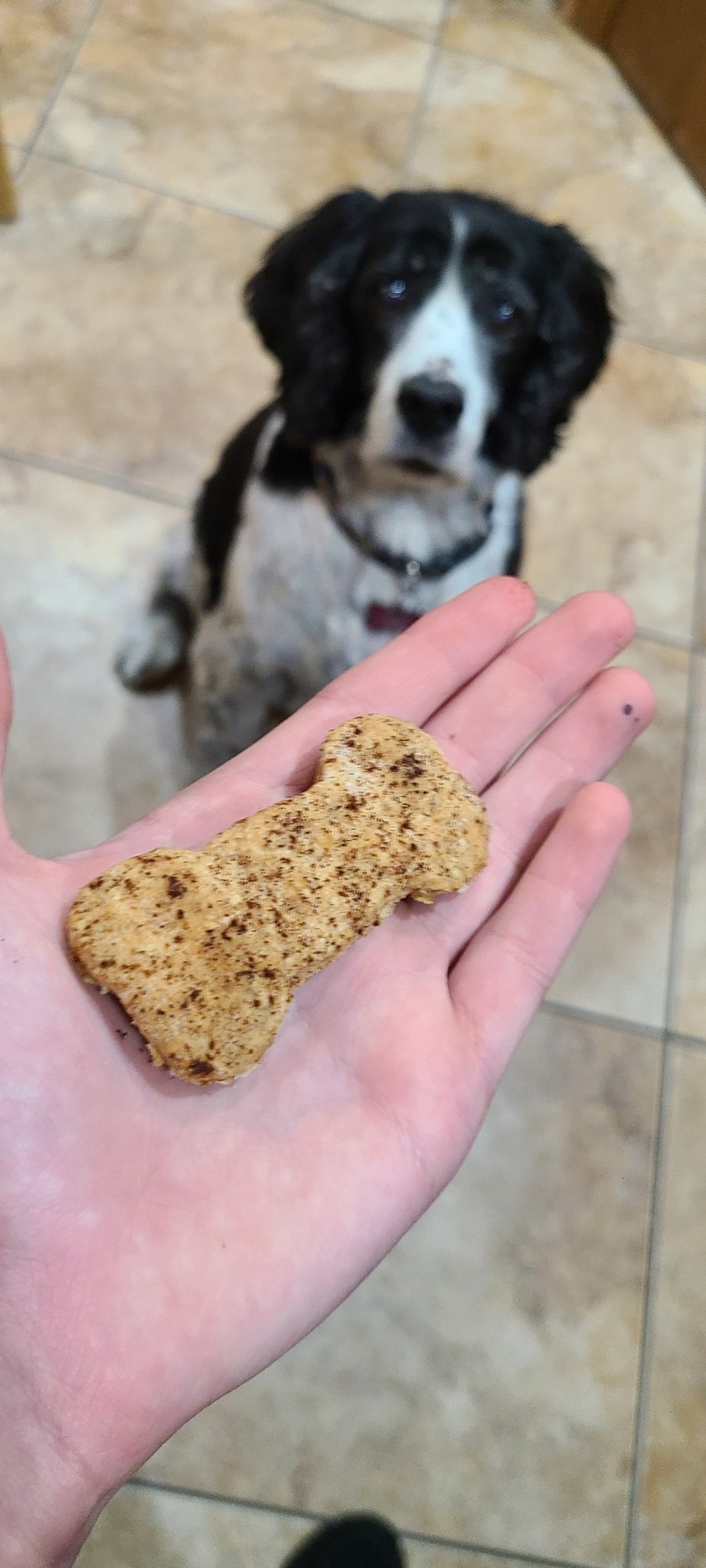 Snickerdoodle Biscuits - Joey's Famous Dog Treats